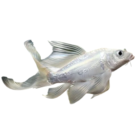 https://www.navyaquarium.in/wp-content/uploads/2022/03/milky-carp-fish-500x500-PhotoRoom.png-PhotoRoom1.png